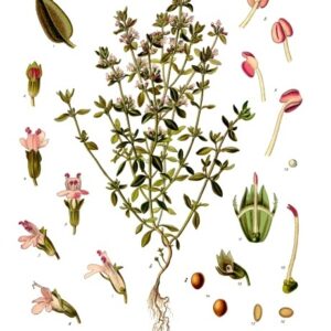 Thym feuilles Thymus vulgaris